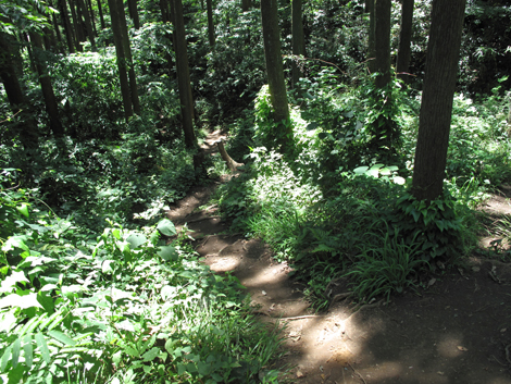 20150715hike (123)